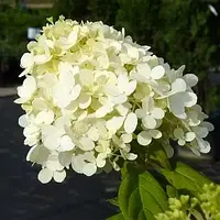 Гортензия метельчатая Грандифлора (Hydrangea paniculata Grandiflora) конт. 3л