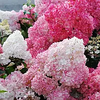 Гортензия метельчатая Сандей Фрайз (Hydrangea paniculat Sundae Fraise) конт. 2л