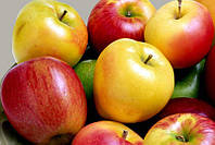 Комплект из 3-х сортов яблони Белый налив, Чемпион, Голден (лето, осень, зима)