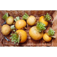 Насіння Ріпа Голден Бел, фасування 3 г —  середньоранній сорт, кругла, Елітний Ряд