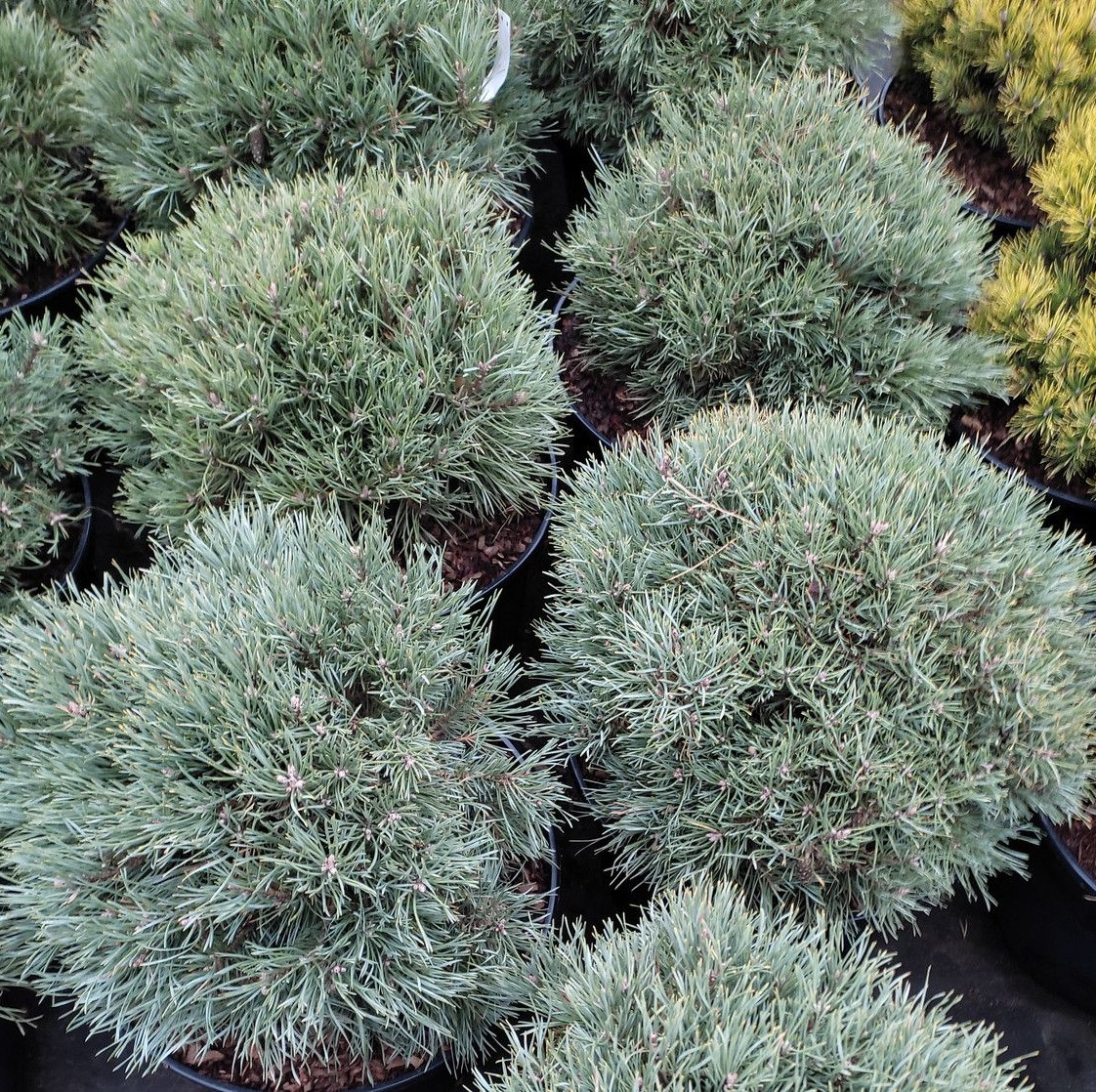 Сосна звичайна Френшам / С5 / h 30-40 / Pinus Frensham