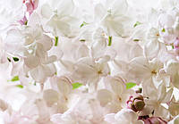 Флизелиновые фотообои цветы 254x184 см Белая сирень (3598V4)+клей