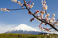 Флизелиновые фотообои на стену Цветы Природа Пейзаж 368x254 см 3Д Гора Фудзи и ветка сакуры (8-006V8)+клей