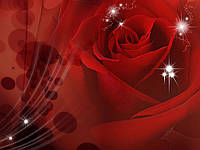 Флизелиновые фотообои в спальню над кроватью фото Цветы 312x219 см Красная роза с блестками (8-010VEXXL)+клей