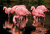 Флизелиновые фотообои для спальни 3д птицы 368x254 см Красивые розовые фламинго на темном фоне (3616V8)+клей