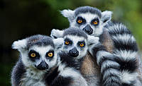 Фотообои в спальню 3д животные 368x254 см Мадагаскарские лемуры (3619P8)+клей