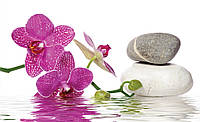Фотообои в интерьере цветы СПА 368x254 см Розовая орхидея и камни на воде на белом фоне (652P8)+клей