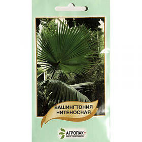 Насіння пальми "Вашингтонія нитконосна" (5 насінин) від Legutko, Польща