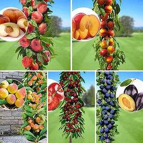 Комплект колоновидних "Улюблені фрукти" (Принц Березень, Фантазія, Кримський, Квін Мері, Імперіал)