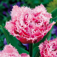 Тюльпан махровий оторочений Queensland 11+