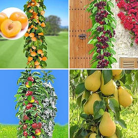 Комплект колоновидних дерев з 4-х сортів (груша Декора,яблуня Патріот,слива Мірабель,черешня Хелена)