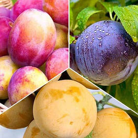 Комплект колоноподібних злив Тріо (Блю Світ, Командор, Мірабель)