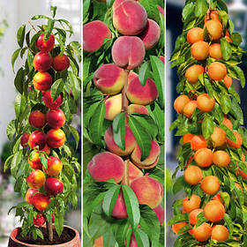 Комплект колоновидних саджанців Гордість садівника (абрикос Санні, персик Медовий, нектарин Рубіс)