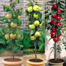 Комплект колоновидних саджанців Дари Осені (груша Декора, яблуня Медок, яблуня Джин )