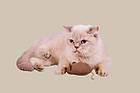 Дряпочка для котів джутова з іграшкою d 10 см висота 78 см, фото 5