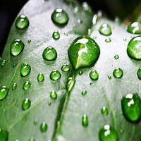 Прилипач (щоб препарати краще діяли)