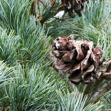 Сосна японська Гімборнс Ідеал / h 40-50 / Pinus Gimborn's Ideal, фото 2