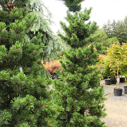Сосна японська Гімборнс Ідеал / h 40-50 / Pinus Gimborn's Ideal, фото 2