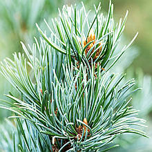 Сосна японська Сапфір / h 40-60 / Pinus parviflora Saphir