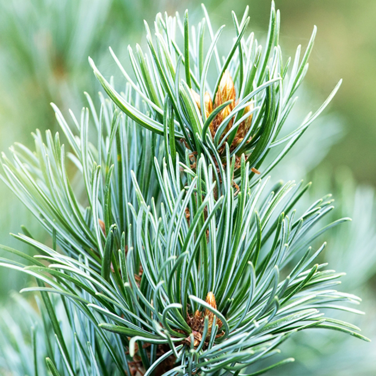 Сосна японская Сапфир / h 40-60 / Pinus parviflora Saphir - фото 1 - id-p1532380199