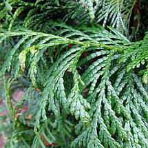 Туя складчаста Мартін / С7,5 / h 40-60 / Thuja plicata Martin, фото 2