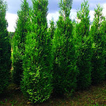 Туя складчаста Мартін / С7,5 / h 40-60 / Thuja plicata Martin, фото 3