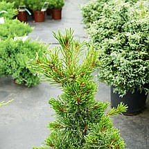 Сосна японська Шонс Бонсай / h 50-60 / Pinus Schoon's Bonsai, фото 3