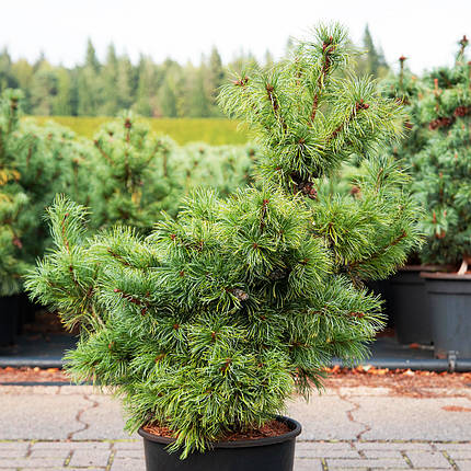 Сосна японська Шонс Бонсай / h 50-60 / Pinus Schoon's Bonsai, фото 2