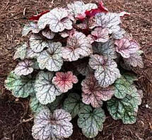 Гейхера Сільвер Скролс