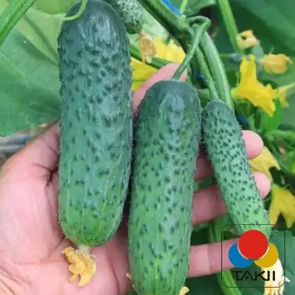 Насіння огірка Ягуар (Jaguar) F1, 500 насінин — партенокарпічний огірок, Takii Seeds, фото 1
