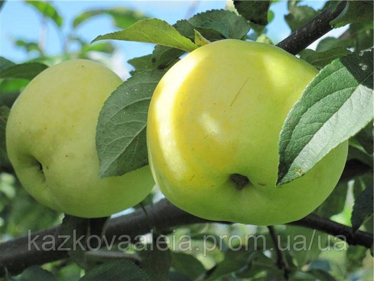 Яблоня Антоновка — Купить Недорого на Bigl.ua (1758671353)