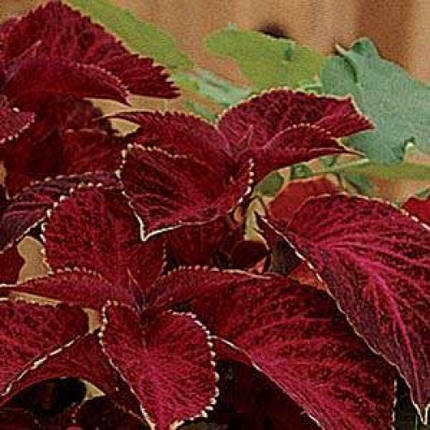 Насіння квітів Колеус Візард Велвет Ред, 100 шт, Pan American Seed, фото 3