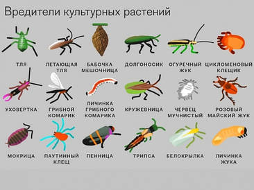 Інсектициди