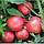Томат Пінк Світнес (500 шт.) Lark Seeds, фото 4