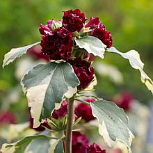 Гібіскус Пурпуреус Варієгатус / Hibiscus Purpureus Variegatus