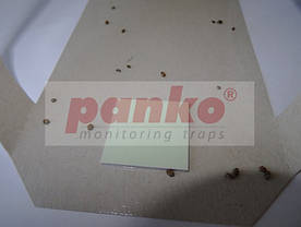 Пастка харчових жучків L-Trap Panko, 2 шт, фото 3