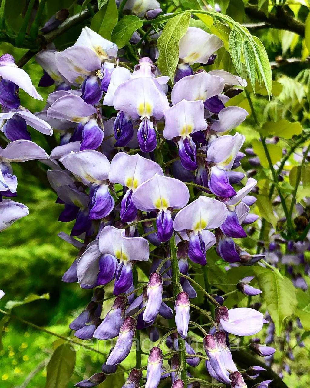 Гліцинія макростахія " Блю Дрім" \ Wisteria macrostachya Blue dreem ( саджанці 3 роки )