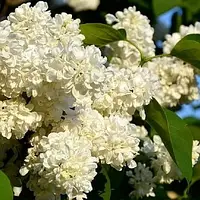 Бузок «Принцеса Клементина» (Syringa vulgaris Princesse Clementine)