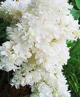 Сирень «Сувенир Алисы Хардинг» (Syringa vulgaris Soul. d'Alice Harding)