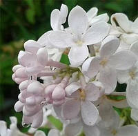 Сирень«Лебедушка» (Syringa vulgaris Lebedushka)