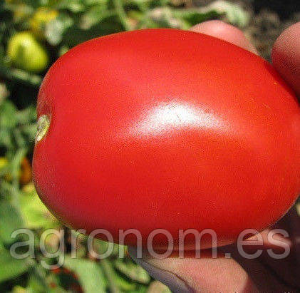 Насіння томату П'ЄТРА РОССА F1 5000 насіння Clause Seeds