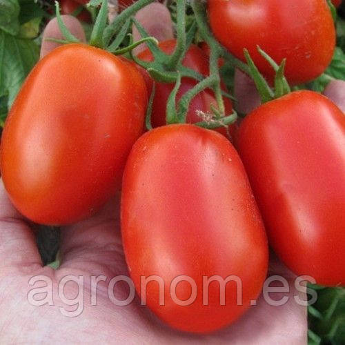 Насіння томату Литтано F1 5000 насіння Clause Seeds