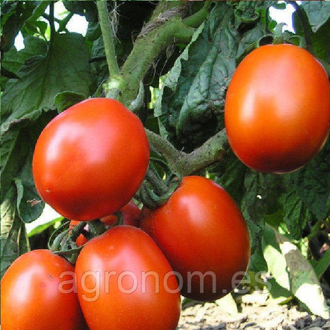 Насіння томату Форсаж F1 5000 насіння Clause Seeds