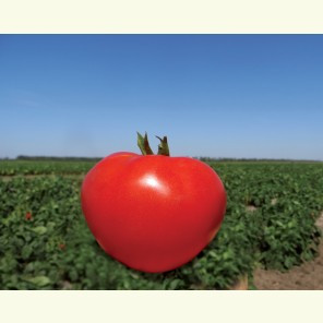 Насіння томату Акела F1 5000 насіння Clause Seeds