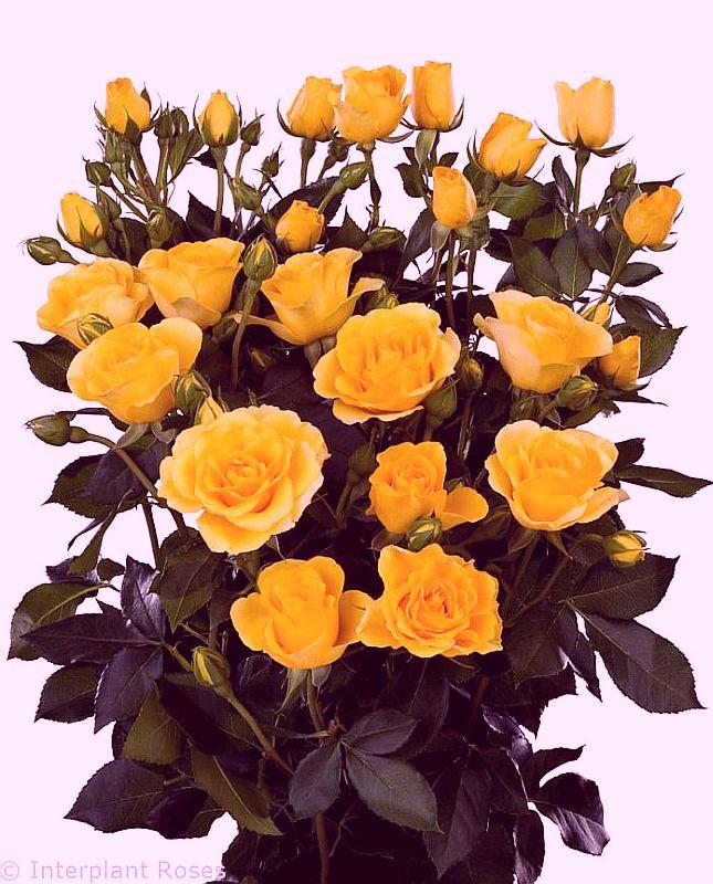 Троянда Palme d'Or (Пальм Діор) спрей, фото 1