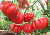 Семена томат Американский ребристый Голландия