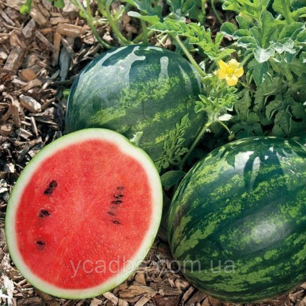 Насіння Кавуна Мономах (0.5г), фото 1