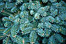 Ялиця корейська Blue Emperor 3 річна, Пихта корейская Блю Емперор, Abies koreana Blue Emperor, фото 7