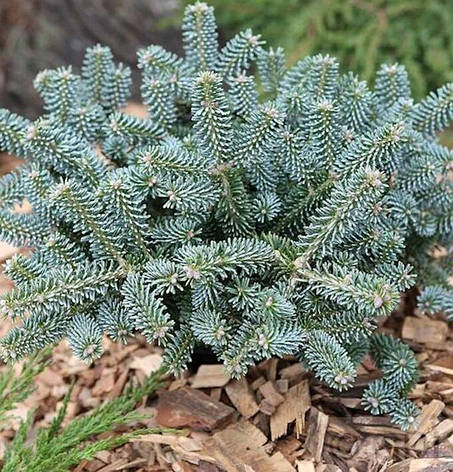 Ялиця корейська Blue Emperor 3 річна, Пихта корейская Блю Емперор, Abies koreana Blue Emperor, фото 1