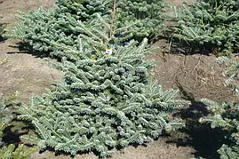 Ялиця корейська Blue Emperor 3 річна, Пихта корейская Блю Емперор, Abies koreana Blue Emperor, фото 4